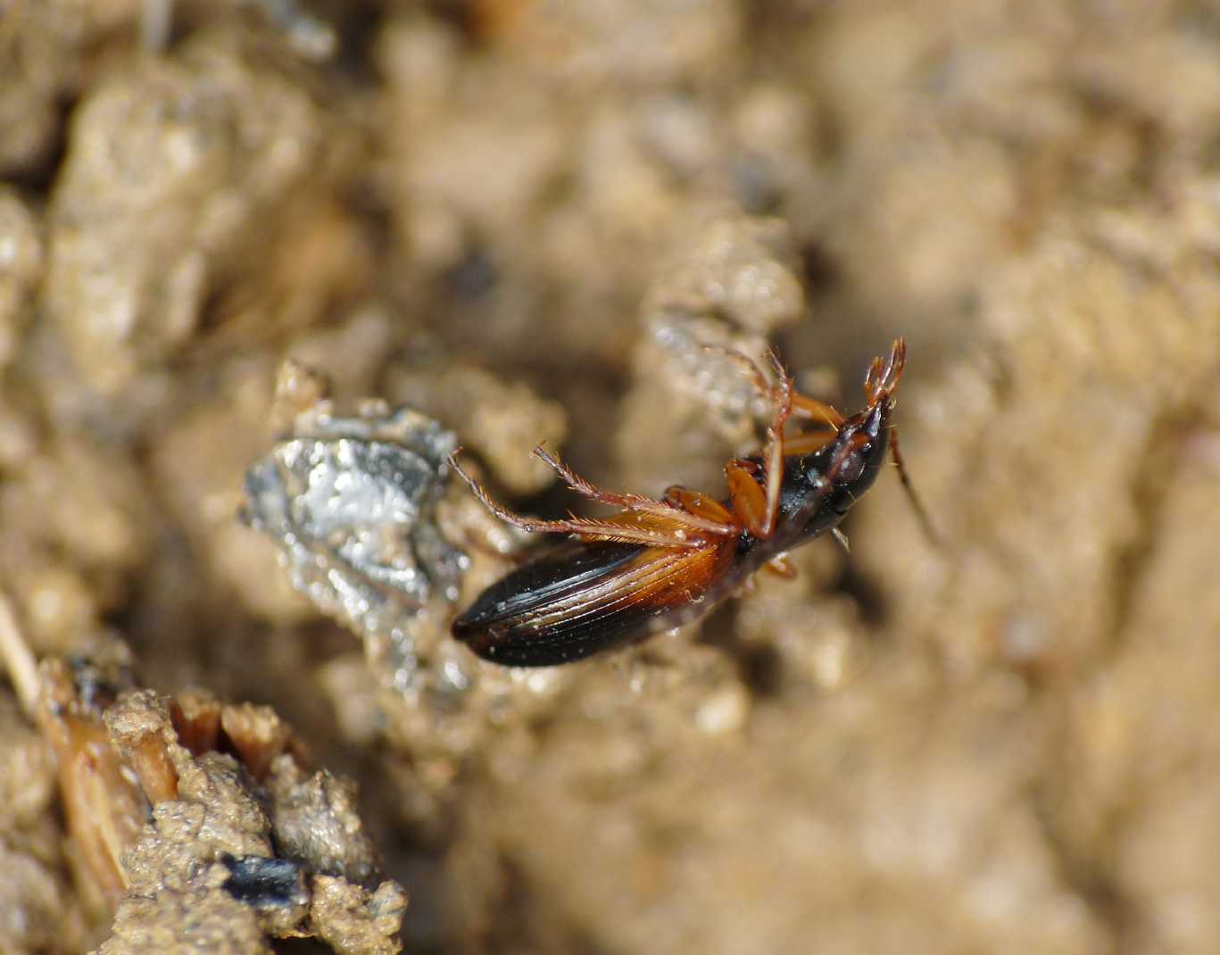 Brachinus? Anchomenus dorsalis